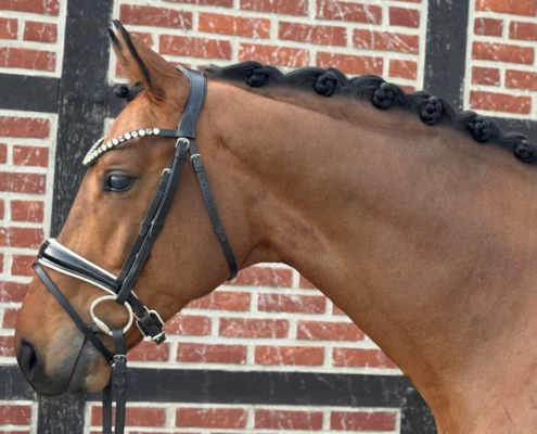 Horse for sale with the following pedigree: Franklin - Belissimo M - Floristan I